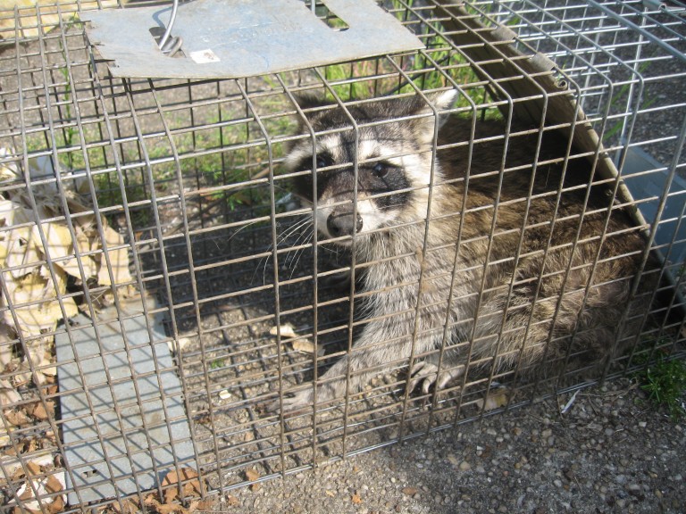 New Legislation to Capture Raccoons Implemented