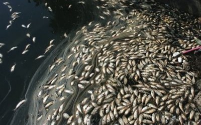 $3.5 Million Shellbank Basin Facility to Stop Dead Fish Smell