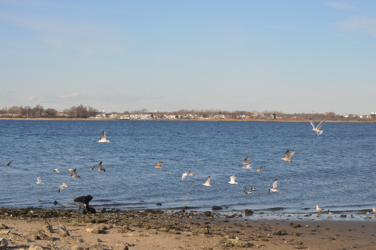 $7.2 Million Slotted to Restore Jamaica Bay