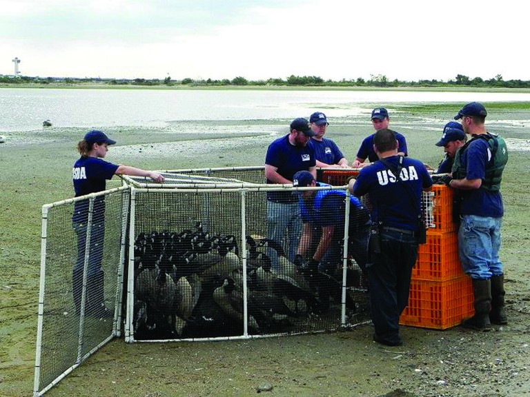 USDA, Activists Clash Over Geese Euthanization
