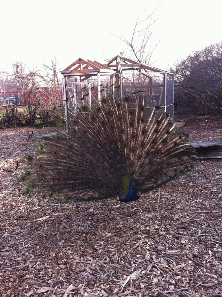 Kevin the Peacock Home Just in Time For Classes