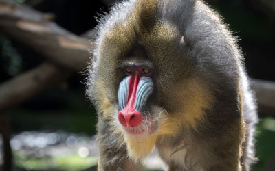 From Roaring Dinosaurs To Tiny Deer, The Bronx And Queens Zoos Have It All