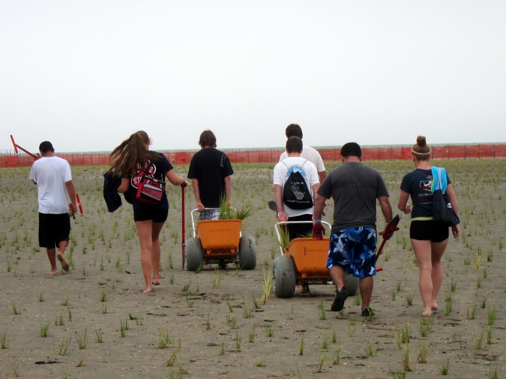 Summer workers finished planting 88,000 spartina plugs in Jamaica Bay last week.