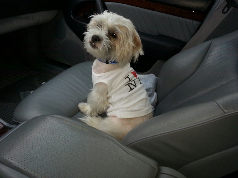 Adopt Coco