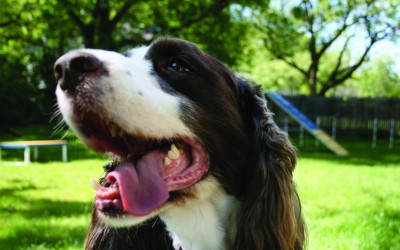 Do You Want to Teach Your Dog To Fetch The Mouthwash?