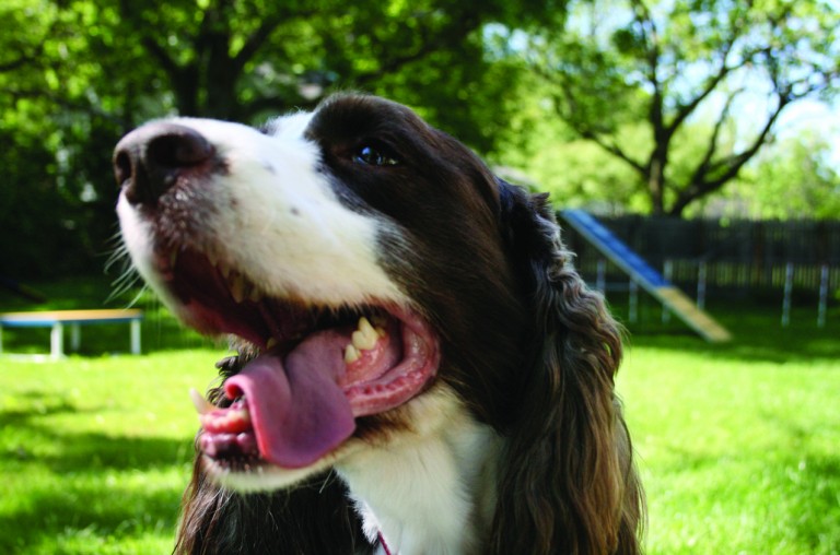 Do You Want to Teach Your Dog To Fetch The Mouthwash?