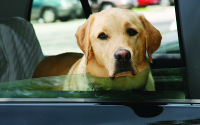 Pets Are Passengers Too! Strap pets in for safety – theirs and yours