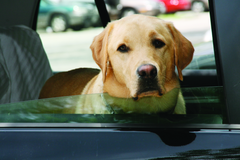 Pets Are Passengers Too! Strap pets in for safety – theirs and yours