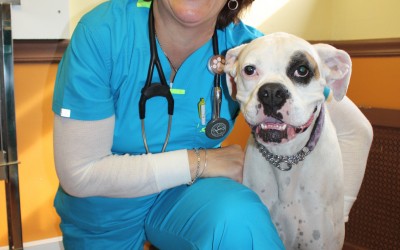 Vet Chat: Laser Therapy