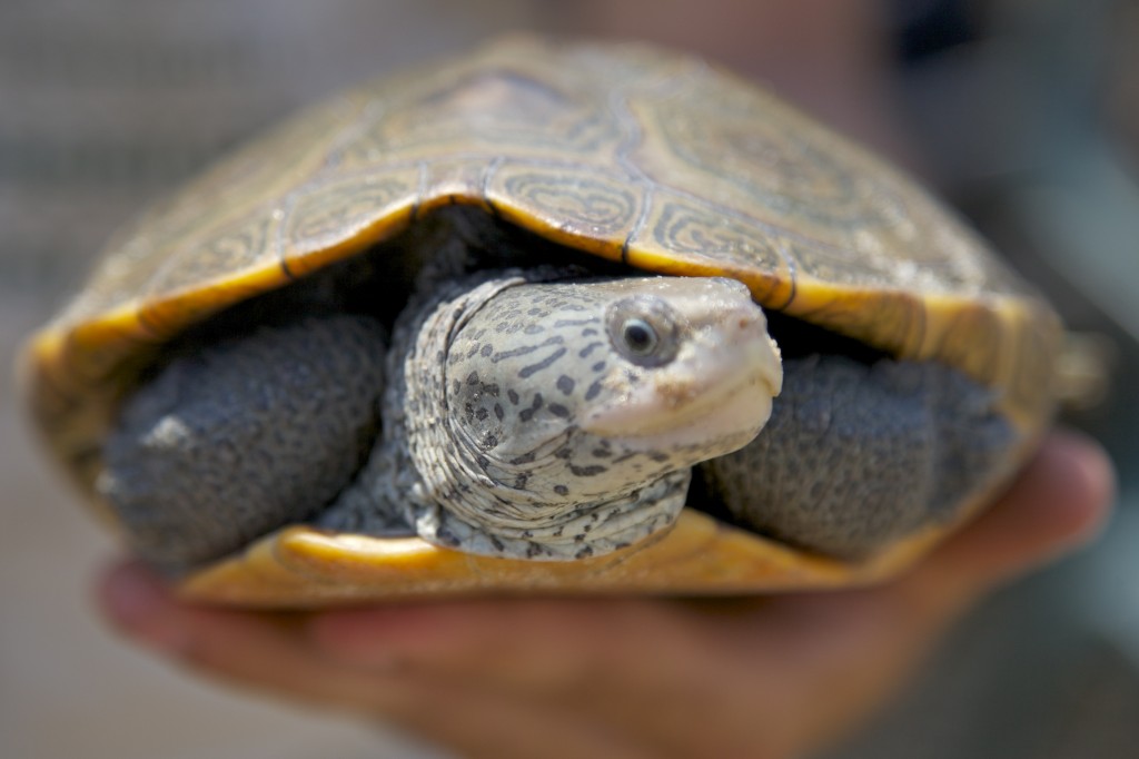 Jamaica Bay is home to numerous species, including this diamondback terrapin.