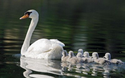State Should Not Slaughter Mute Swans: Queens Pol, Advocates