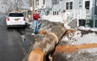 A Tree Grows in Broad Channel: City agrees to replace greenery destroyed by Sandy