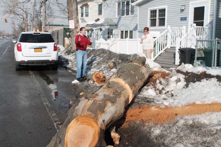 A Tree Grows in Broad Channel: City agrees to replace greenery destroyed by Sandy