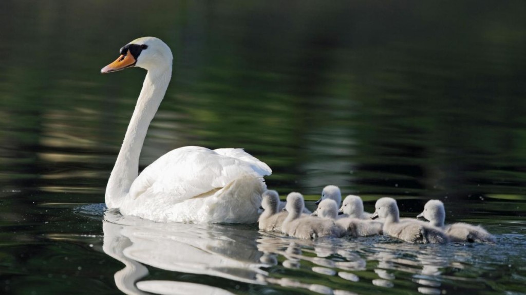 Elected officials and animal rights advocates are calling for a moratorium on the state’s plan to eradicate all 2,200 wild mute swans by the year 2025. File Photo