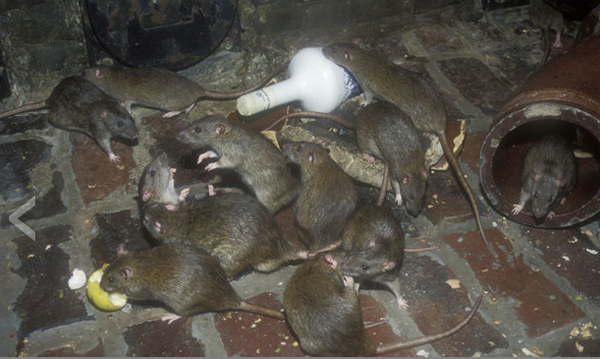 Oh Rats!
