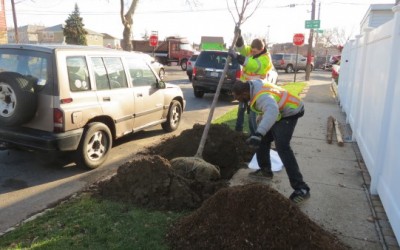 Parks Department Program Brings Trees to CB 10 Neighborhoods