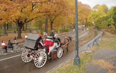 Council Members Challenge Horse-Carriage Ban