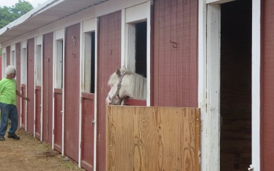 De Blasio’s Carriage Horse Ban Losing Support: Report