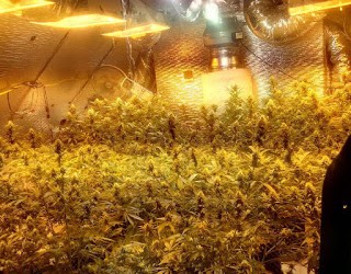 Cambria Heights Duo Charged with Running Pot Farm