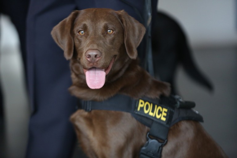 NYPD Counterterrorism K-9s Graduate from College Point Academy