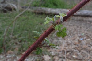  Expert foragers encourage mapping out parks and coming back for future harvests. Seen here is the unmistakable "orangutan fur" of wineberry brambles growing with abandon in Forest Park. The fruit will be ready to pick in July.