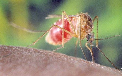 Addabbo Urges City to Spray Vulnerable Communities with Mosquito Pesticide                      