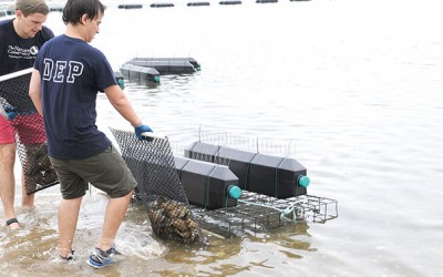 Jamaica Bay Oyster Project to Help Improve Water Quality: City                            