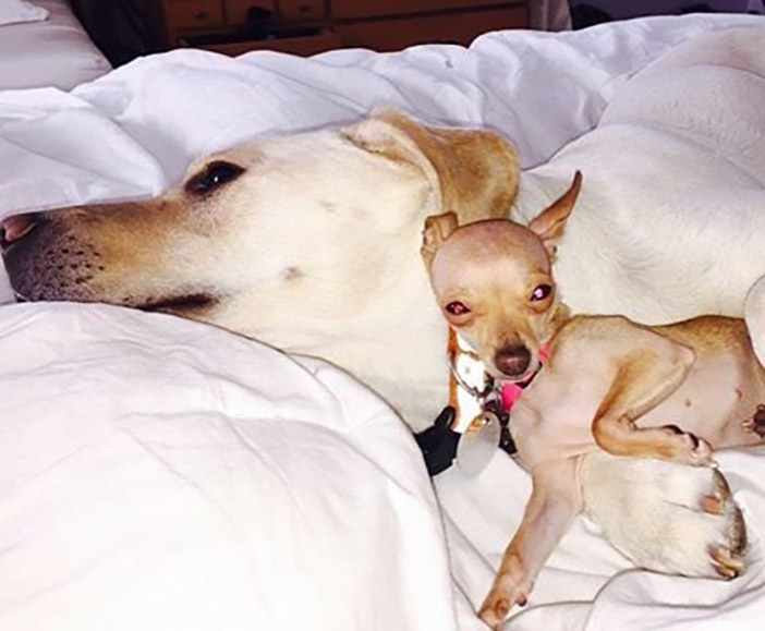 Jackson Heights Man Sentenced to 60 Days in Jail  for Killing Girlfriend’s Beloved Chihuahua