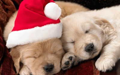 Learn about Animal Care Prior to Purchasing Pets  as Holiday Gifts: Senator