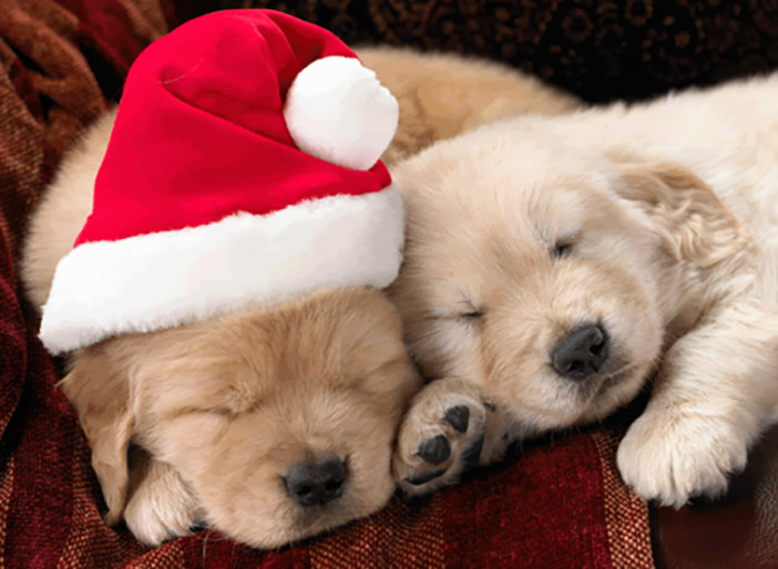 Learn about Animal Care Prior to Purchasing Pets  as Holiday Gifts: Senator