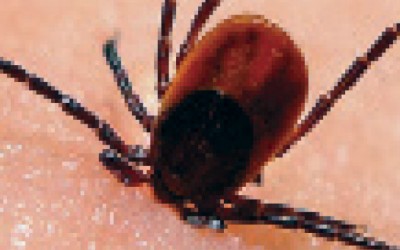 Tick Tock: Time for Some Real Action on Lyme Disease