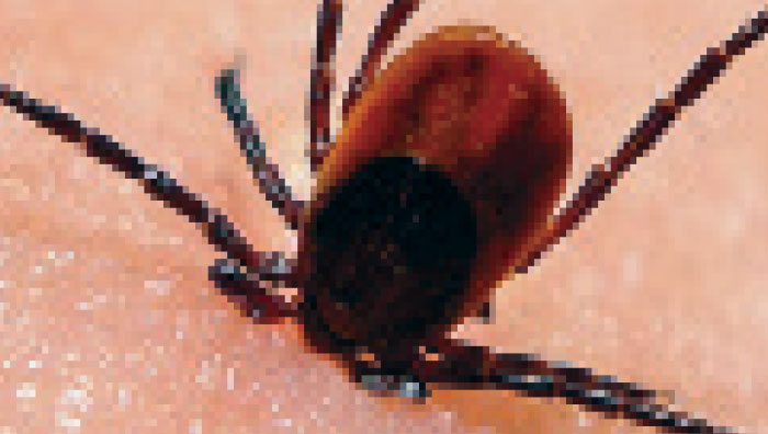 Tick Tock: Time for Some Real Action on Lyme Disease