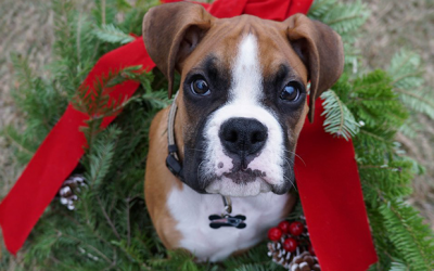 Think Twice Before Gifting a Pet  this Holiday Season: Addabbo