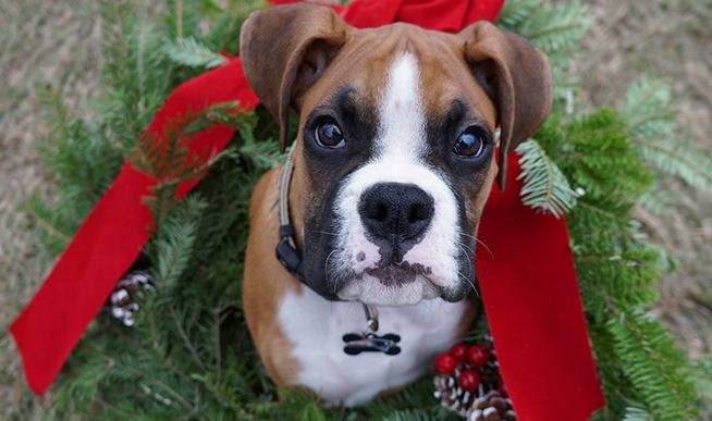 Think Twice Before Gifting a Pet  this Holiday Season: Addabbo