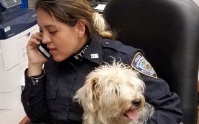 Dogged Officer  Reunites Lost Pooch  with Owner