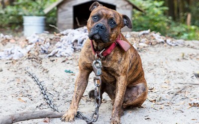 Brooklyn Man and Woman Plead Guilty  to Dog Fighting Charges