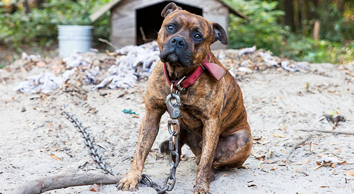 Brooklyn Man and Woman Plead Guilty  to Dog Fighting Charges