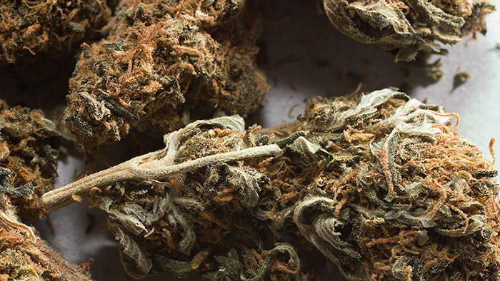 State Report Backs Marijuana Legalization