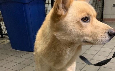 Cops Seek to Reunite Lost Pooch with Owner