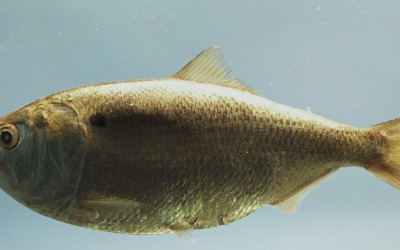 Bill to Ban Taking of Menhaden Passes Legislature
