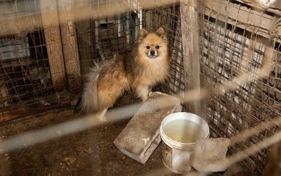 State Pols’ New Bill  Takes on Puppy Mills