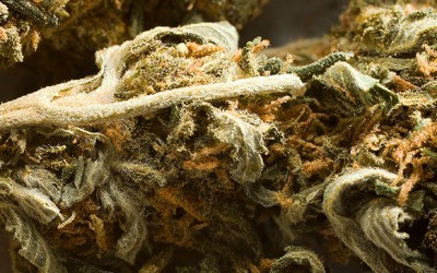 Ten Dealers Nabbed as Borough Drug Ring Dismantled