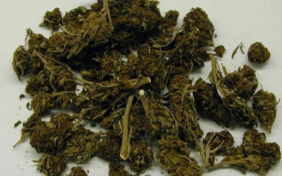 Pols Tout  Marijuana Freedom & Opportunity Act