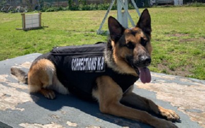 Group Gifts Protective Vests to DOC Dogs