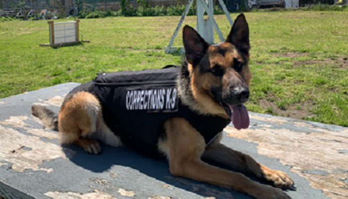 Group Gifts Protective Vests to DOC Dogs