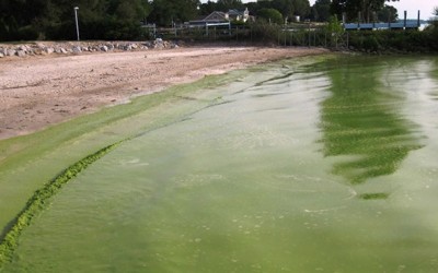 ASPCA Warns  of Algae Poisoning