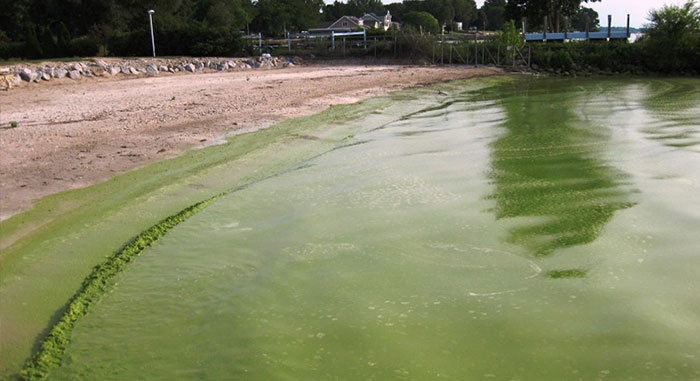ASPCA Warns  of Algae Poisoning