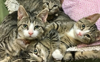 Bideawee to Care for ‘Community Cats’