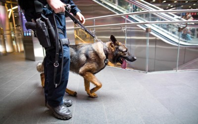 Trump Budget Cuts K9 Bomb Teams