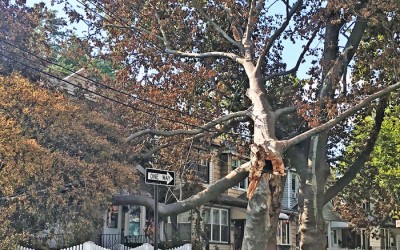 Borough Blasts Con Edison for ‘Disastrous’  Response to Tropical Storm Damage